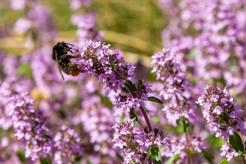 Blossom of Thymus in alpine garden. Bee on a purple flower. Ground cover plants on the Alpine hill....