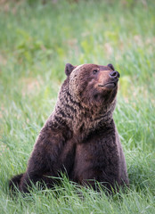 Fototapeta premium Girzzly bears during mating season