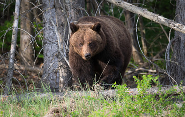 Girzzly bears during mating season