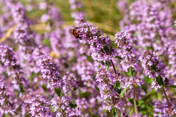 Blossom of Thymus in alpine garden. Bee on a purple flower. Ground cover plants on the Alpine hill. Blooming breckland thyme (Thymus serpyllum). Medicinal plants in the garden
