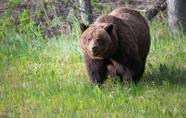 Plakat Girzzly bears during mating season