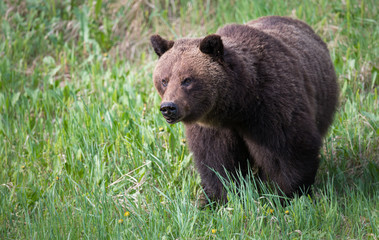Obraz na płótnie Canvas Girzzly bears during mating season