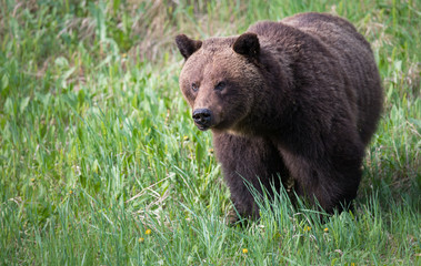 Fototapeta na wymiar Girzzly bears during mating season