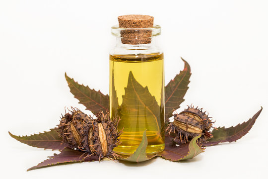 2 760 Best Castor Oil Images Stock Photos Vectors Adobe Stock 2 760 Best Castor Oil Images Stock Photos Vectors Adobe Stock