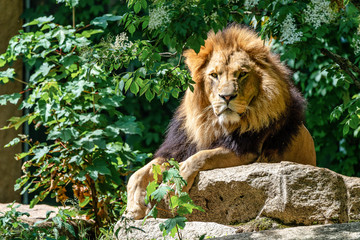 The lion, Panthera leo is one of the four big cats in the genus Panthera