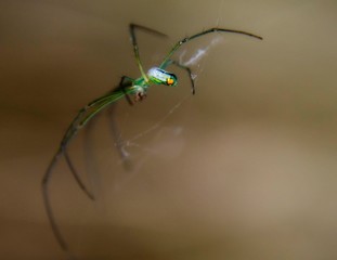 Green Orb Weaver Spider