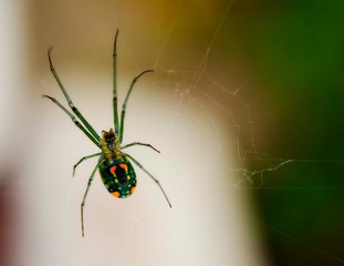 Green Orb Weaver Spider