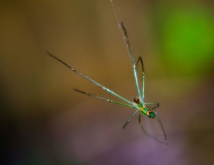 Green Orb Weaver Spider