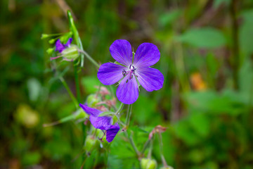 A geranium flower growing on a summer meadow.