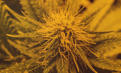 CANNABIS STRAINS & MARIJUANA PRODUCTS. Medical strains for commercial growing