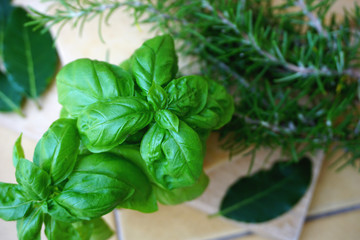 Top of the basil plant, view from above, with rosemary and laurel leaves in a blurred background