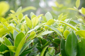 green leaves of tree in garden