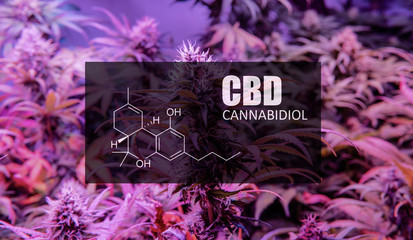 CBD element in marijuana inflorescences.  Сannabinoids use in cannabis trichomes.
