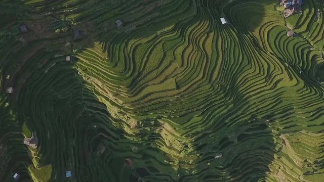 Terraced fields with green or yellow rice, in Jiabang, Congjing, Guizhou, China