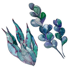 Succulents floral botanical flowers. Watercolor background illustration set. Isolated succulent illustration element.