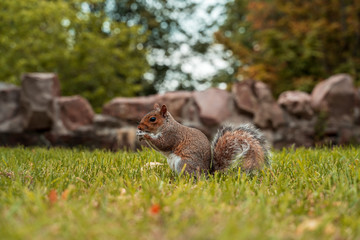 Naklejka na ściany i meble Cute little squirrel in the park