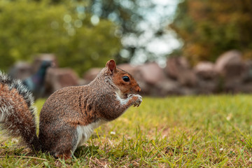 Cute little squirrel in the park