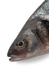 Sea bass fish head on white background