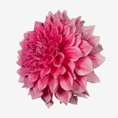 Pink dahlia flower on a white background