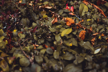 Red, orange and yellow leaves sitting on a dark green bush - Vibrant nature colors in falling season