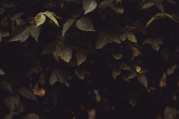 Creative background of some dark leaves - Toned image of a garden fence made of green plants