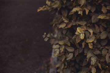 Side of a bush with dark green leaves next to road - Natural background on a cloudy day
