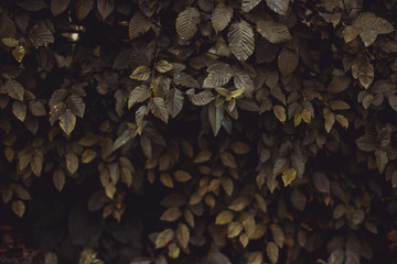 Dark foliage background with some green leaves in autumn - Seasonal sad backdrop with nature