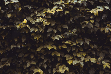 Dark green leaves background - Autumnal concept image of some plants .in the morning