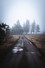 road in winter forest