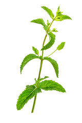 Close up of green mint leaves isolated on white background © JPC-PROD