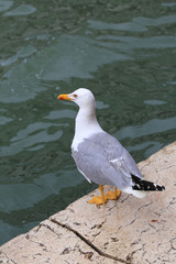 Seagull by a canal in Venice
