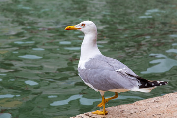 Seagull by a canal in Venice