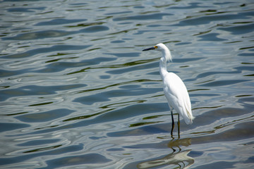 White heron looks across the lake