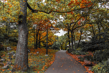Naklejka premium autumn in the park
