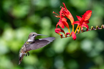 Ruby throated hummingbird hovering at crocosmia flowers