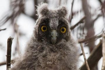 Baby Owl
