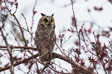 Long Horned Owl 1