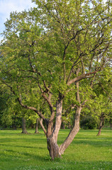 Apple tree at summer.