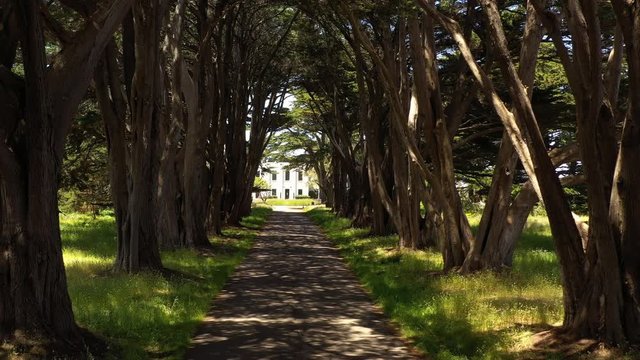 Drone Dolly, Zoom out Slow-motion of Cypress Tree Tunnel Point Reyes Marconi Station California.