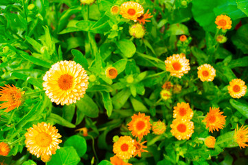 Calendula flower grows in the natural environment.