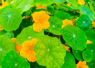 Obraz premium Nasturtium flower grows in the natural environment.