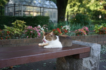 公園のベンチに寝そべる野良猫