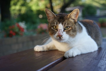 公園のベンチに寝そべる野良猫