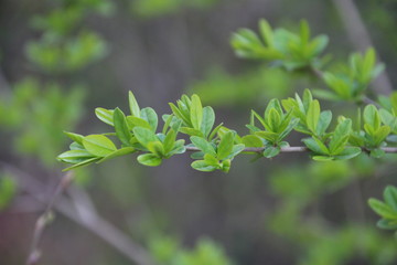 Obraz premium spring