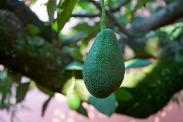 El aguacate está creciendo al lado del tronco del árbol.