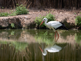 Big Stork walks in a pond and its image is reflected in water