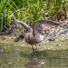 Common snipe looks at you spreading its wings while it is in the water