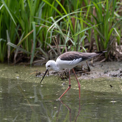 Young specimen of Black-winged stilt or Cavaliere D'Italia walks in water