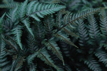 Green tropical background with jungle plants. Background of fern leaves. Exotic background of leaves of fern or bracken