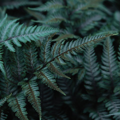 Green tropical background with jungle plants. Background of fern leaves. Exotic background of leaves of fern or bracken
